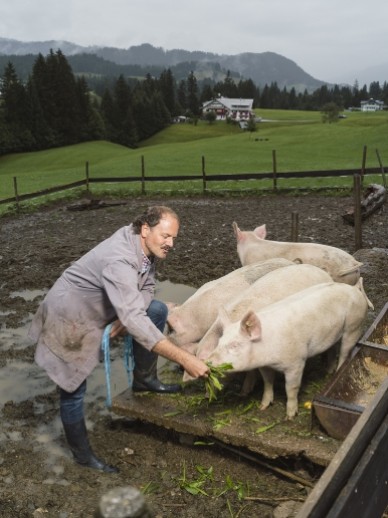Schweine in artgerechter Haltung im Bio-Hotel Oswalda Hus als Zeichen für regionale Bioküche im Restaurant im Kleinwalsertal.