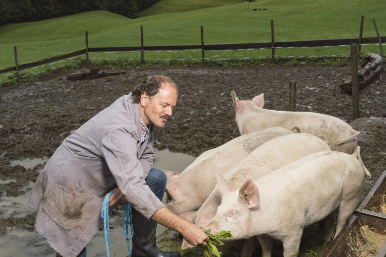 Schweine in artgerechter Haltung im Bio-Hotel Oswalda Hus als Zeichen für regionale Bioküche im Restaurant im Kleinwalsertal.